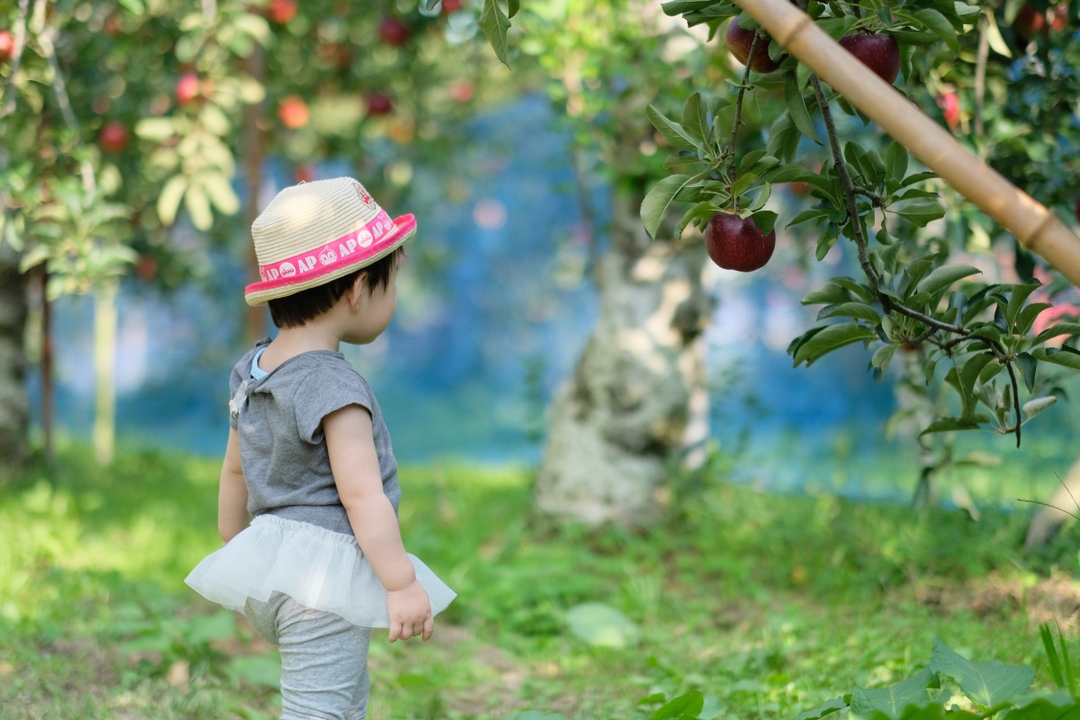 りんご大好きな姫ちゃんが「しもせりんご村」で初めてのりんご狩り