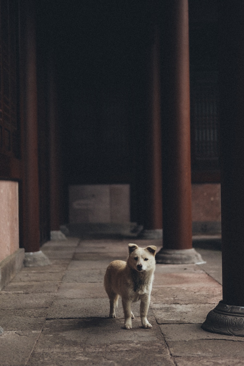 Vol.2（中国上海編）隈研吾氏設計の美術館建築地視察と南宋石刻公園と博物館と湖