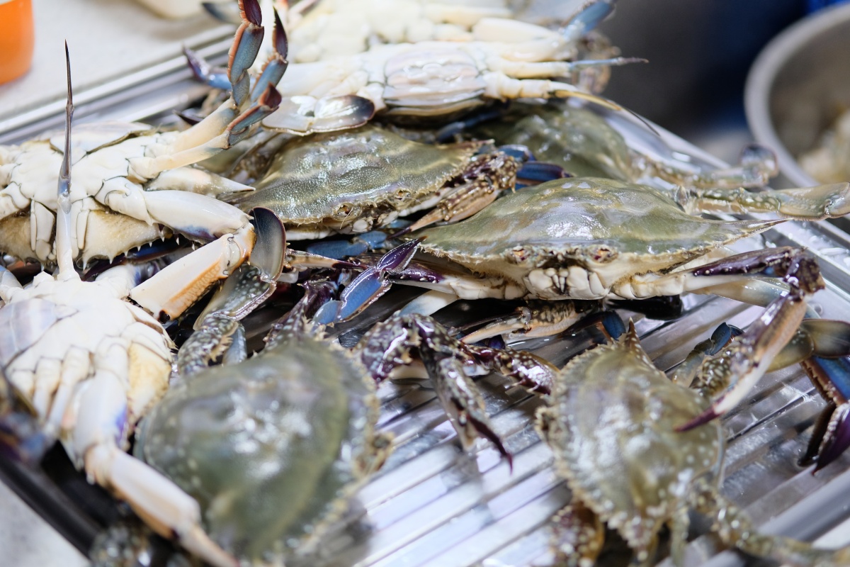 宇部港浜売りメスのワタリガニシーズンラストかな？一か八か行ってみよう！