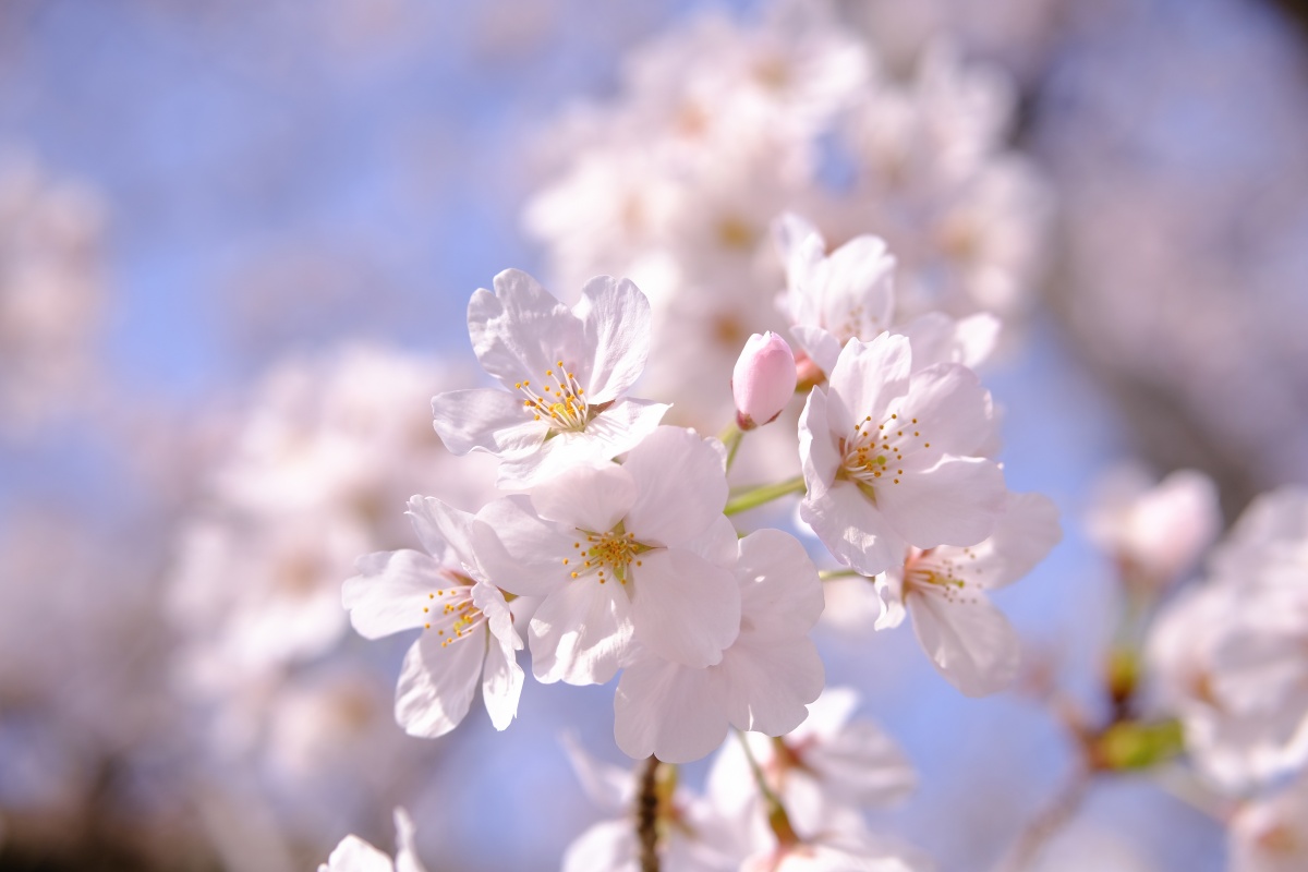 桜のキレイな維新公園で時間調整中！ゴールデンウィークでの工事に向けて現場打ち合わせ！ランチは野菜ソムリエの柳井さつきさんとチャイニーズキッチン貴でランチ！