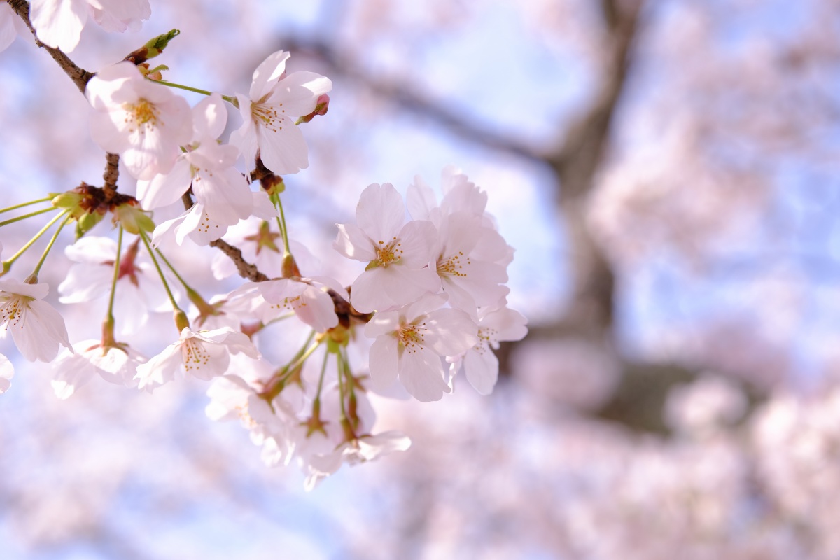 桜のキレイな維新公園で時間調整中！ゴールデンウィークでの工事に向けて現場打ち合わせ！ランチは野菜ソムリエの柳井さつきさんとチャイニーズキッチン貴でランチ！