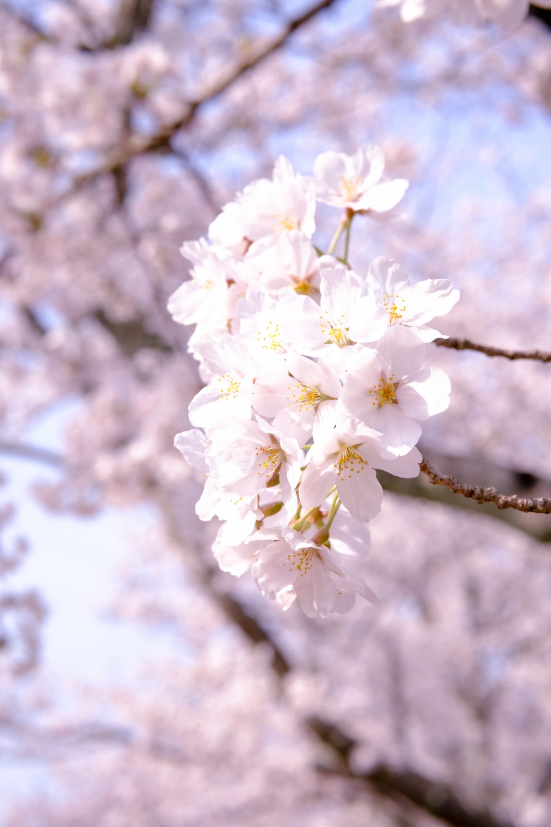 桜のキレイな維新公園で時間調整中！ゴールデンウィークでの工事に向けて現場打ち合わせ！ランチは野菜ソムリエの柳井さつきさんとチャイニーズキッチン貴でランチ！