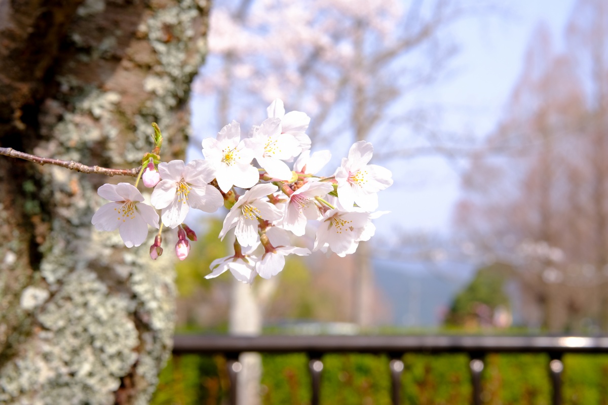 桜のキレイな維新公園で時間調整中！ゴールデンウィークでの工事に向けて現場打ち合わせ！ランチは野菜ソムリエの柳井さつきさんとチャイニーズキッチン貴でランチ！