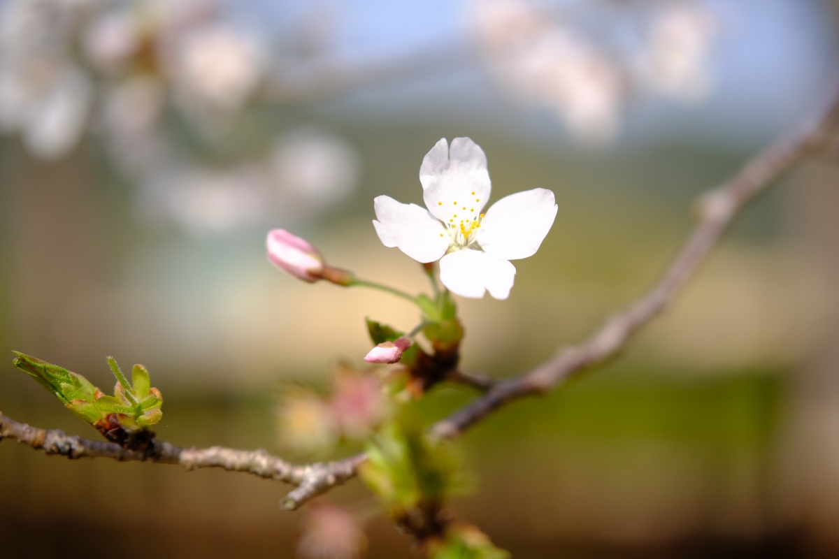 桜のキレイな維新公園で時間調整中！ゴールデンウィークでの工事に向けて現場打ち合わせ！ランチは野菜ソムリエの柳井さつきさんとチャイニーズキッチン貴でランチ！