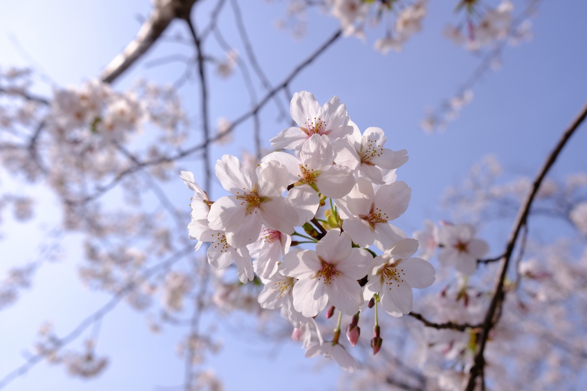 桜のキレイな維新公園で時間調整中！ゴールデンウィークでの工事に向けて現場打ち合わせ！ランチは野菜ソムリエの柳井さつきさんとチャイニーズキッチン貴でランチ！