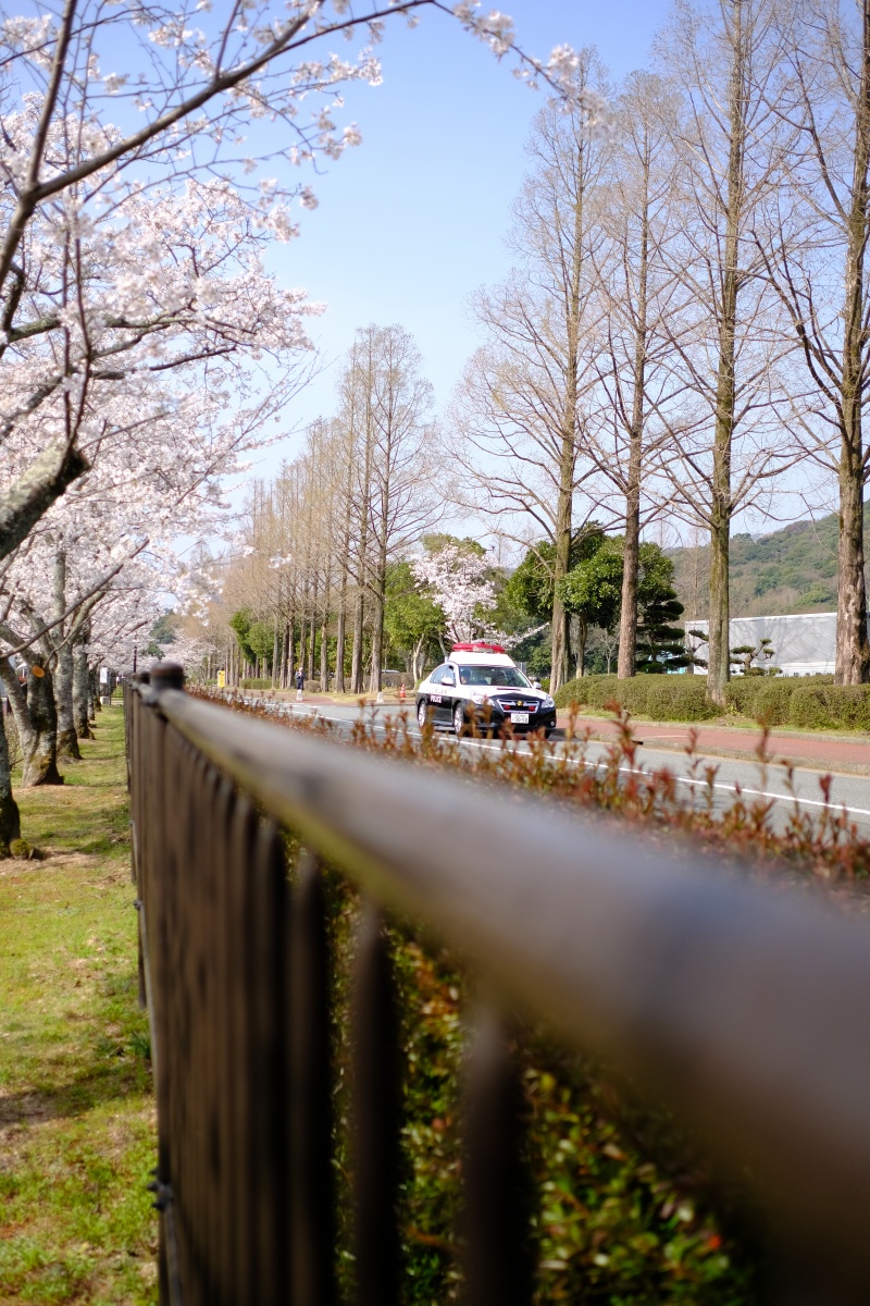 桜のキレイな維新公園で時間調整中！ゴールデンウィークでの工事に向けて現場打ち合わせ！ランチは野菜ソムリエの柳井さつきさんとチャイニーズキッチン貴でランチ！