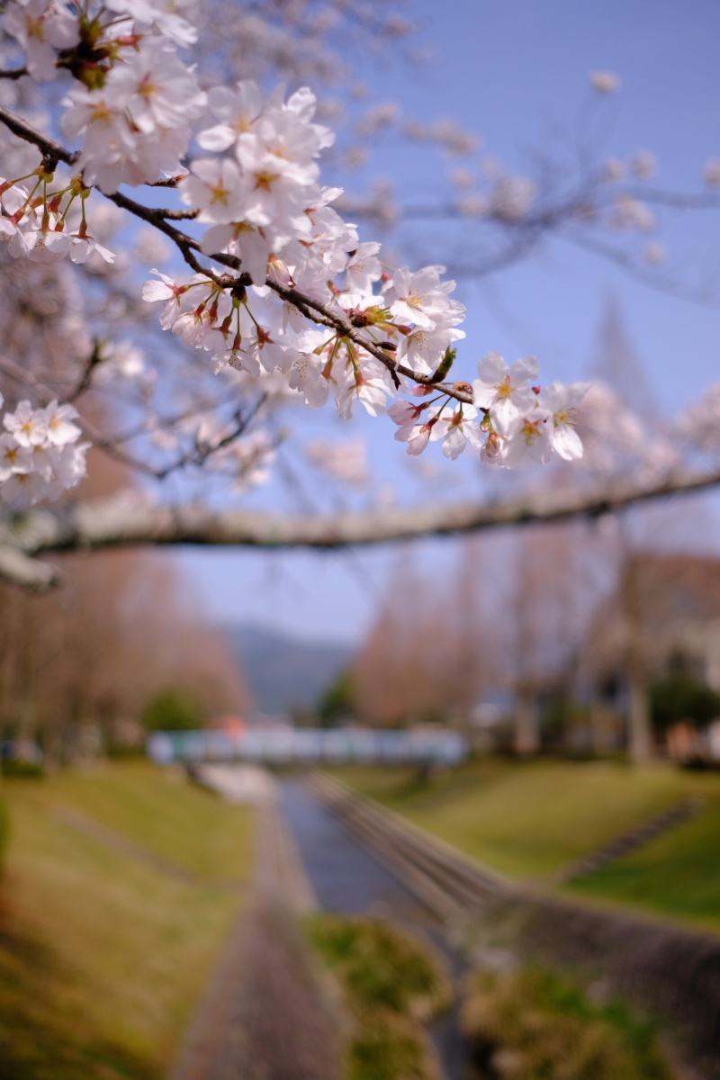 桜のキレイな維新公園で時間調整中！ゴールデンウィークでの工事に向けて現場打ち合わせ！ランチは野菜ソムリエの柳井さつきさんとチャイニーズキッチン貴でランチ！