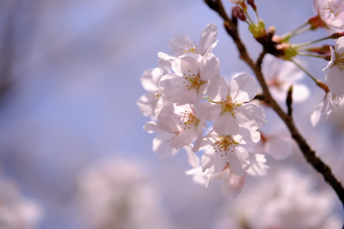 桜のキレイな維新公園で時間調整中！ゴールデンウィークでの工事に向けて現場打ち合わせ！ランチは野菜ソムリエの柳井さつきさんとチャイニーズキッチン貴でランチ！