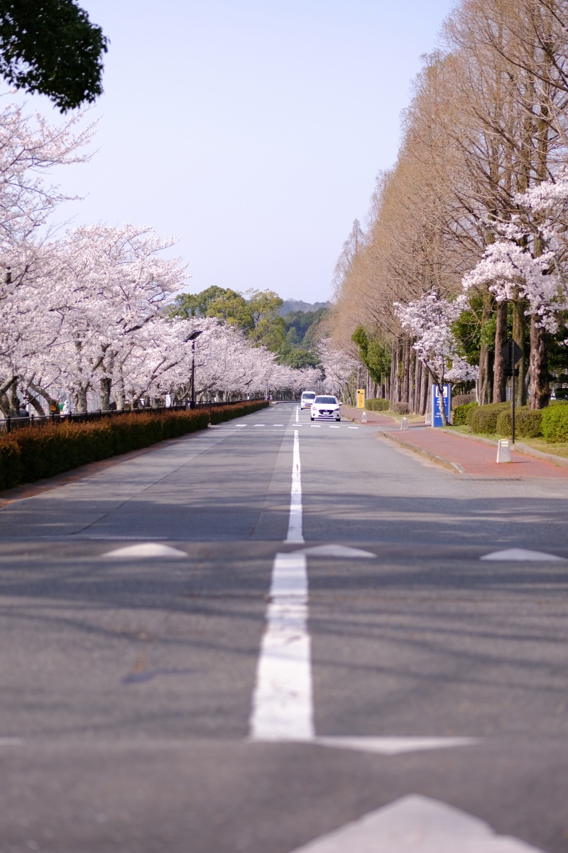 桜のキレイな維新公園で時間調整中！ゴールデンウィークでの工事に向けて現場打ち合わせ！ランチは野菜ソムリエの柳井さつきさんとチャイニーズキッチン貴でランチ！