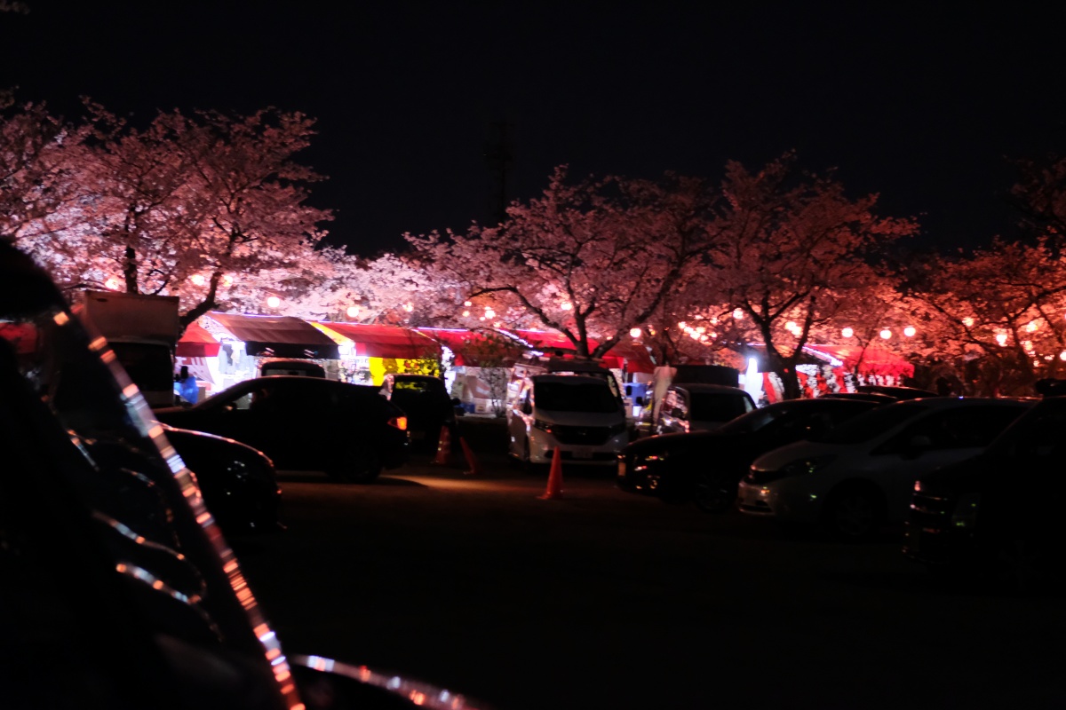 姫ちゃん初体験！お弁当持参で戦場ヶ原公園夜桜お花見！