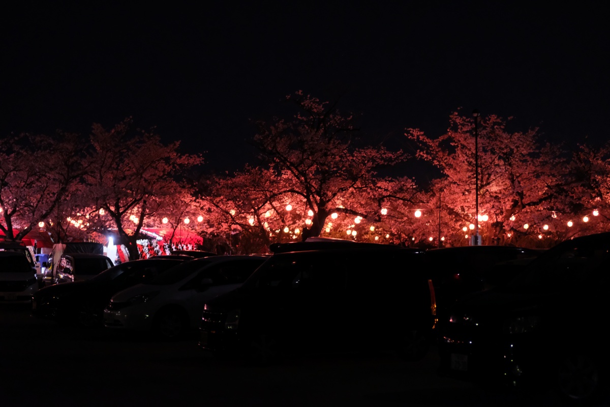 姫ちゃん初体験！お弁当持参で戦場ヶ原公園夜桜お花見！