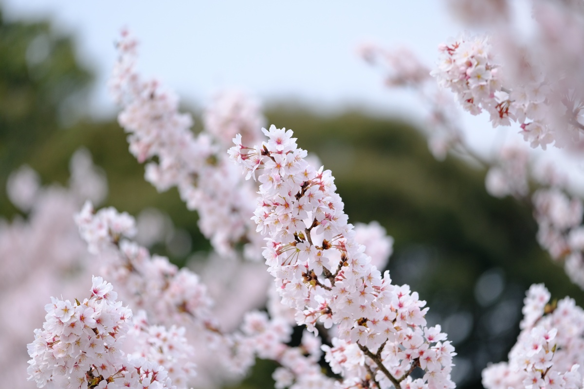 4月1日新しい生活が始まる！手伝ってくれたから「祝30周年・神戸JEJE」のステーキをご馳走するよ！