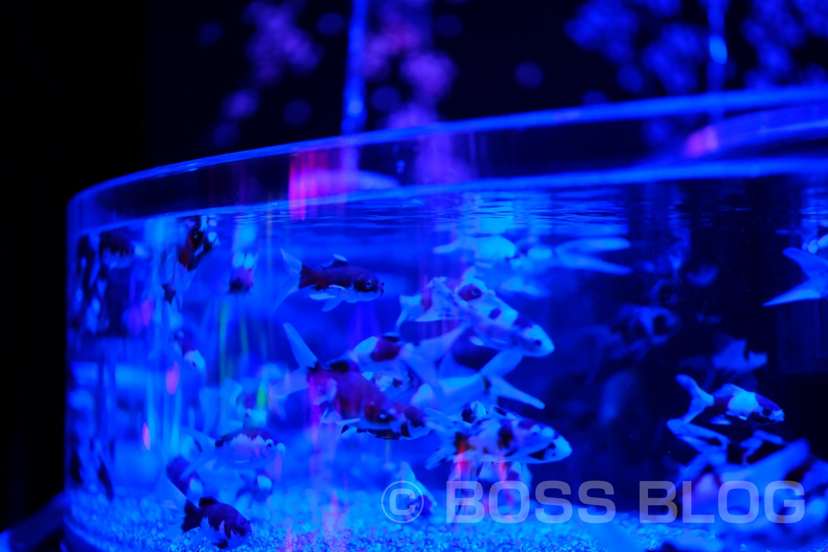 ゴールデンウィーク中に人が多すぎてアクアリウムの金魚を撮るよりも人を撮るのが面白くなる！