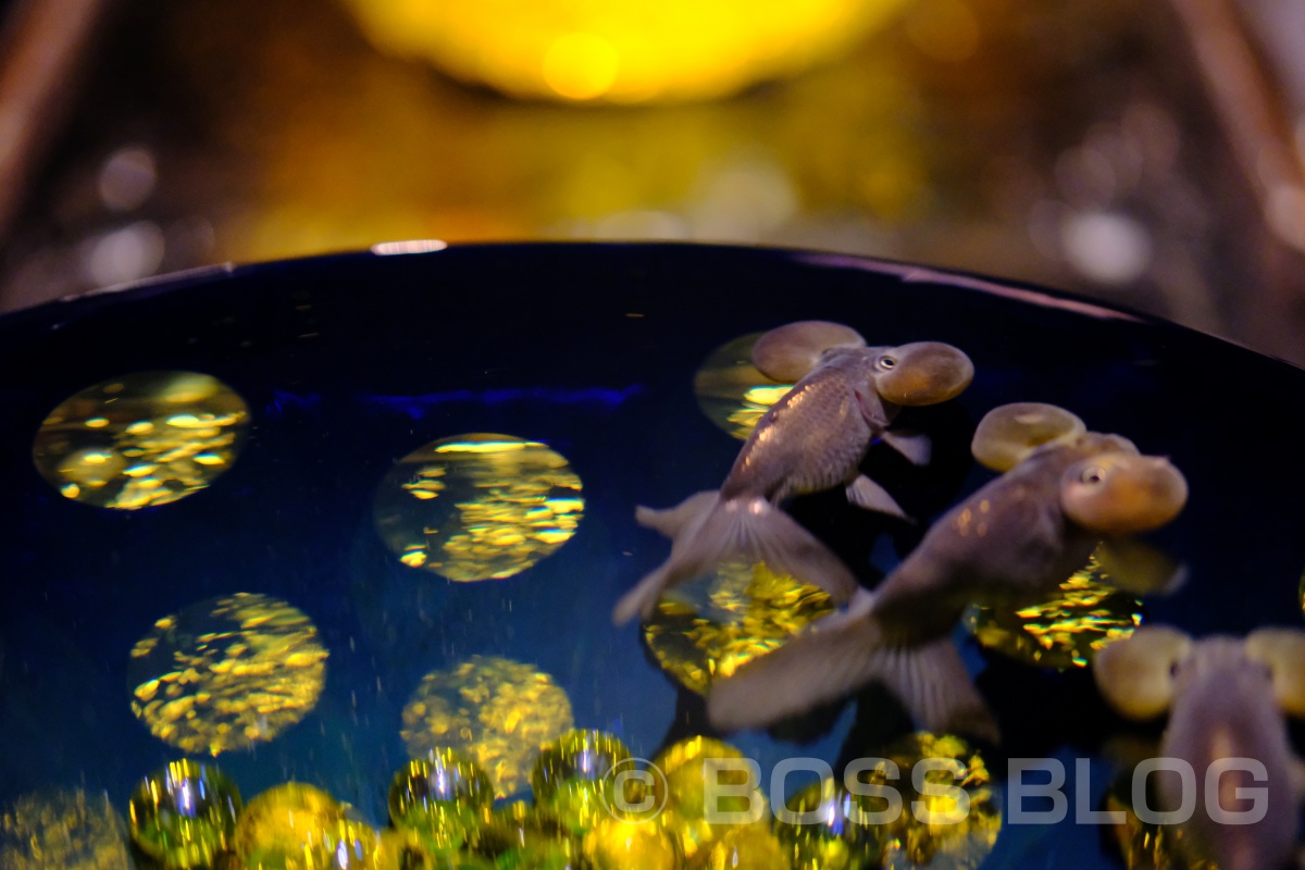 ゴールデンウィーク中に人が多すぎてアクアリウムの金魚を撮るよりも人を撮るのが面白くなる！