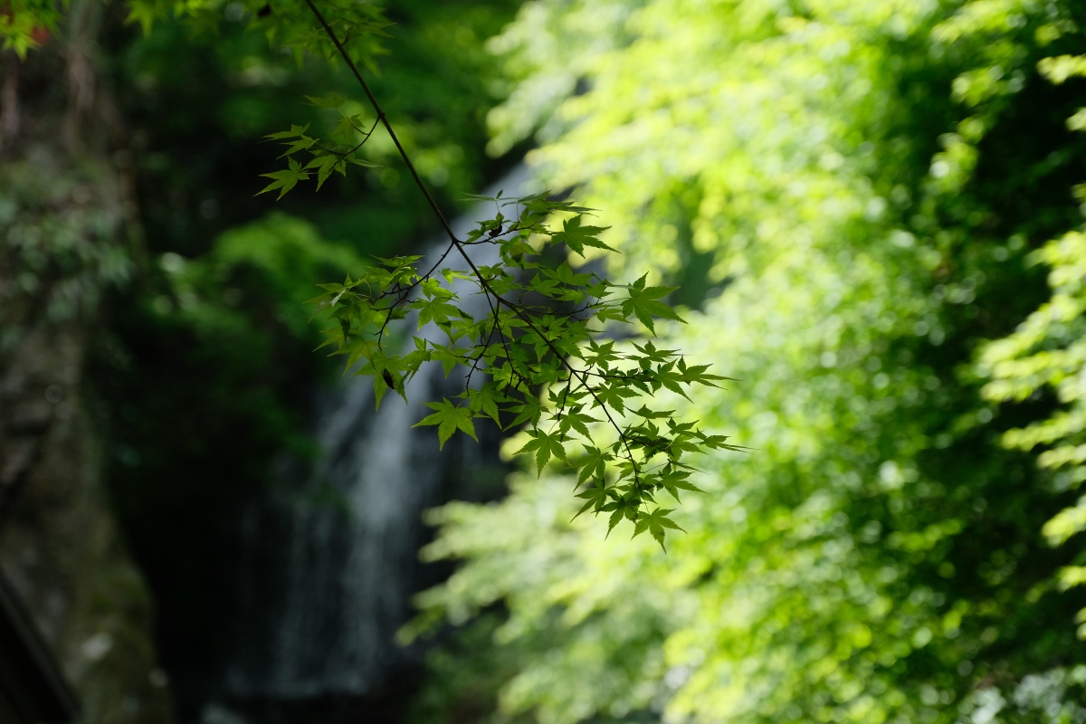 外国人観光客も大喜び！岩国の新しい現場に行く途中で「いろり山賊」来てみました！