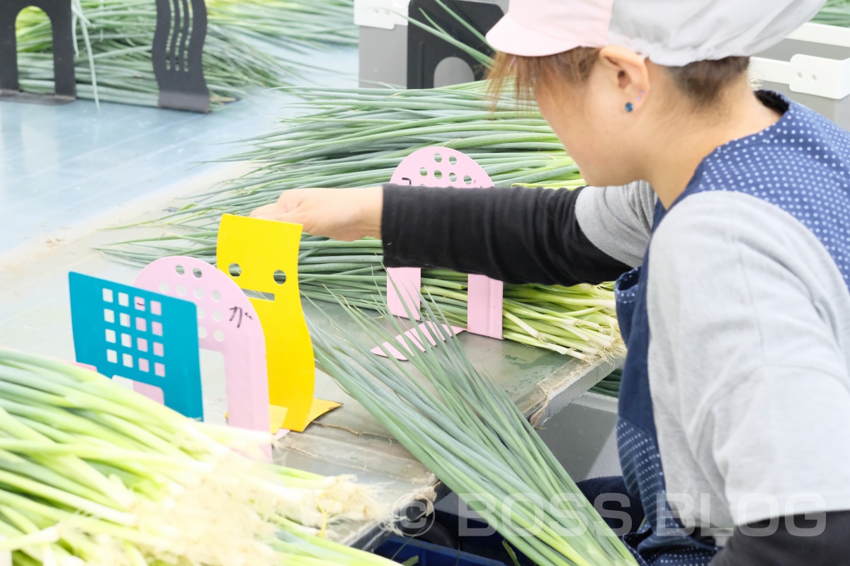 ぶちうま！アンバサダー！野菜ソムリエ上級プロのさつきがゆく！おのだネギ三昧！