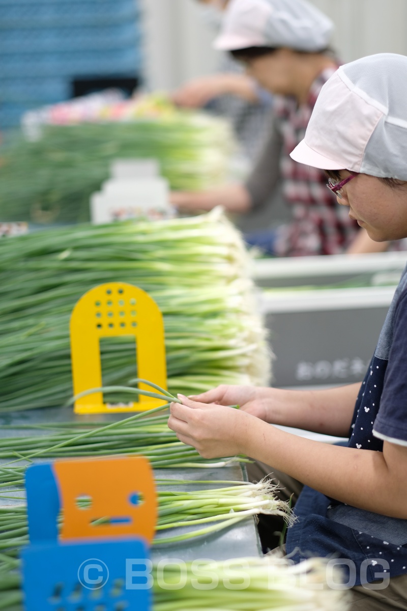 ぶちうま！アンバサダー！野菜ソムリエ上級プロのさつきがゆく！おのだネギ三昧！