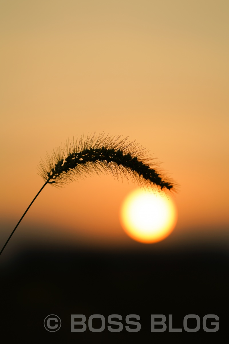 インスタ映え間違い無しのお花畑で夕陽を撮ってみよう