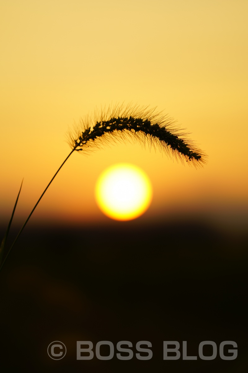 インスタ映え間違い無しのお花畑で夕陽を撮ってみよう