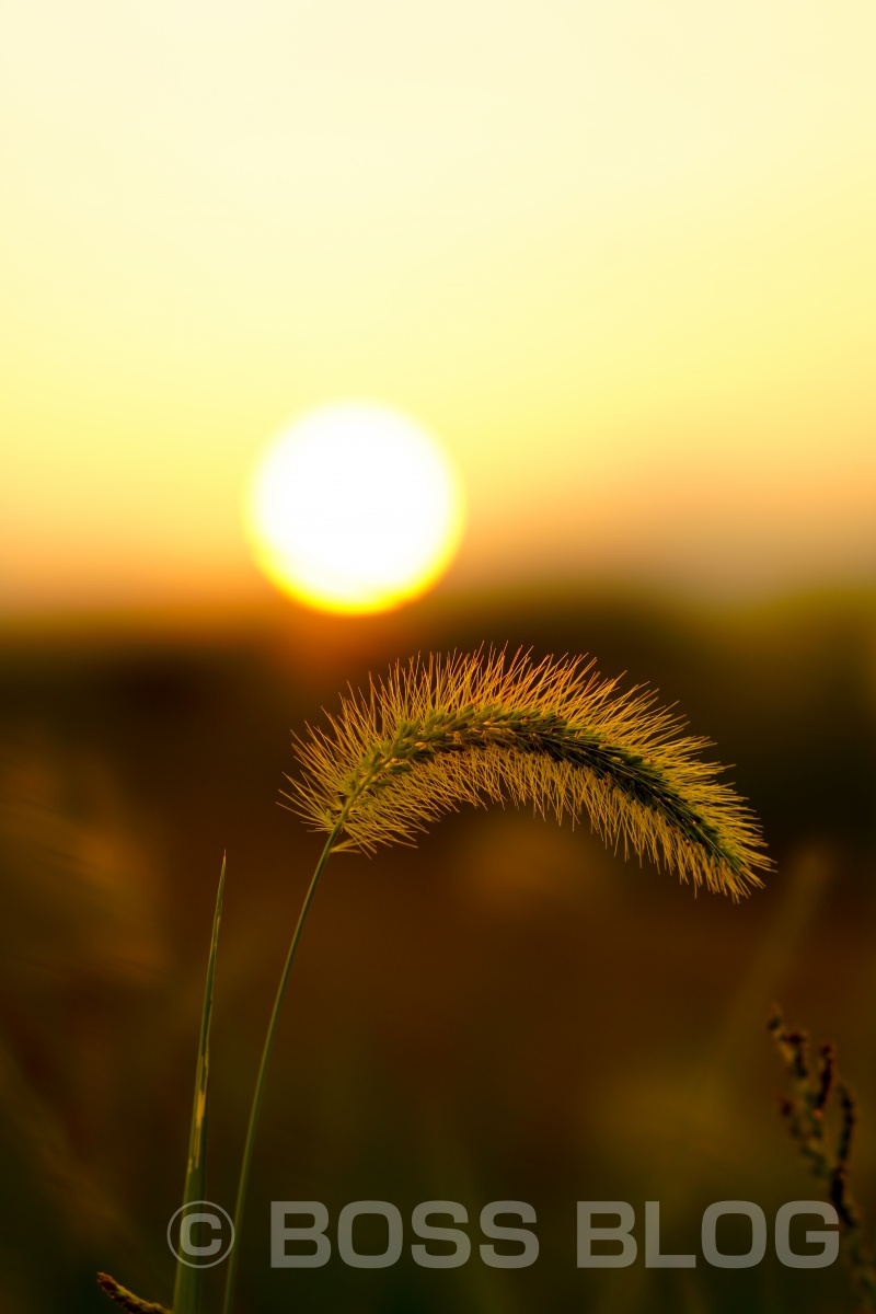 インスタ映え間違い無しのお花畑で夕陽を撮ってみよう