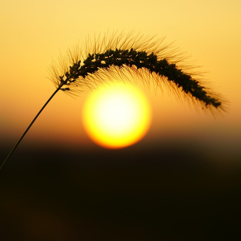 インスタ映え間違い無しのお花畑で夕陽を撮ってみよう