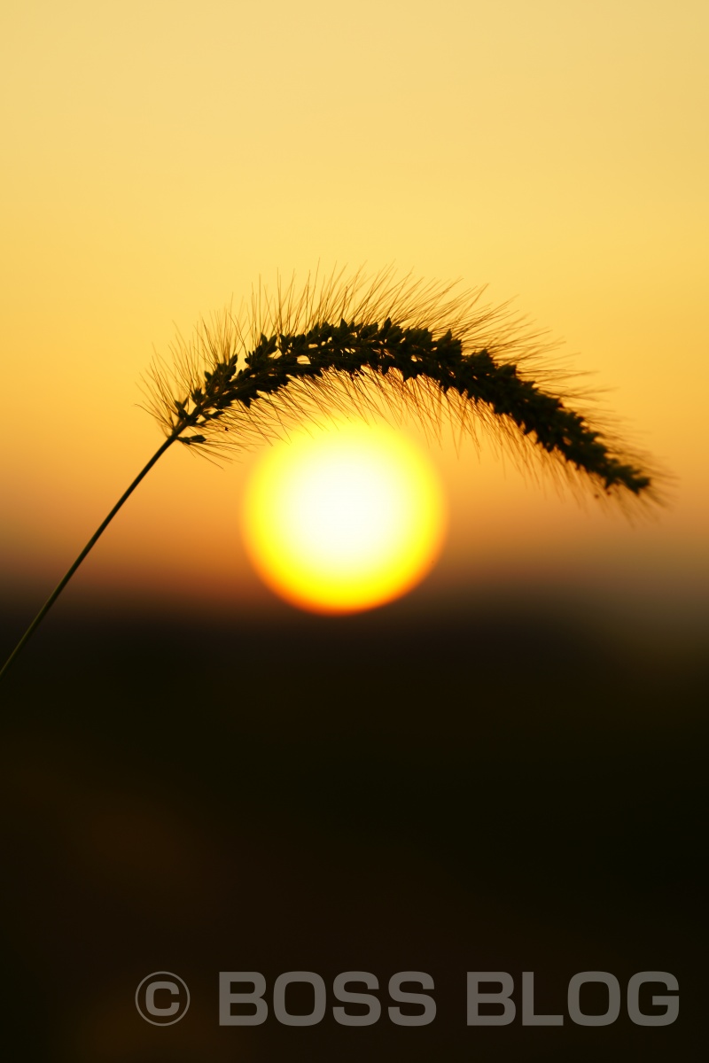 インスタ映え間違い無しのお花畑で夕陽を撮ってみよう