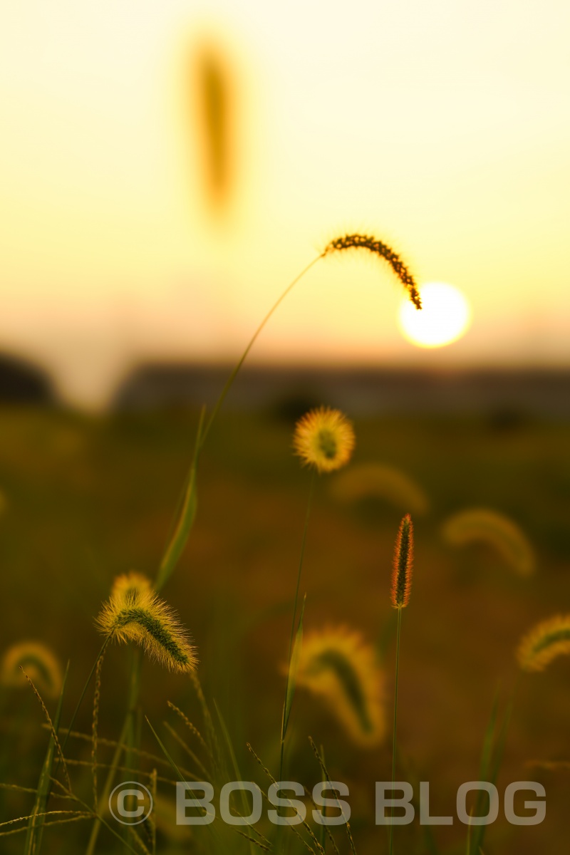 インスタ映え間違い無しのお花畑で夕陽を撮ってみよう