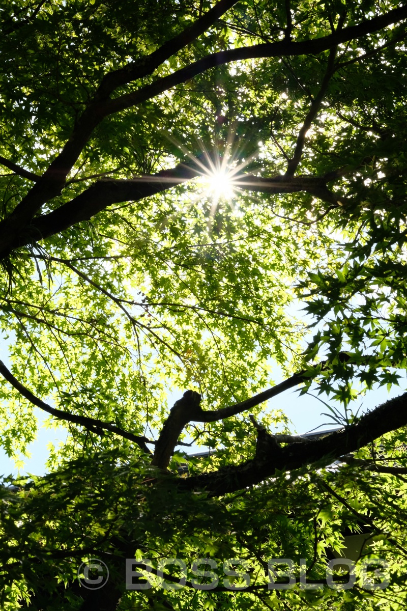 塚原の里でいつもの地鶏炭火焼を堪能した後、湯布院さんぽ