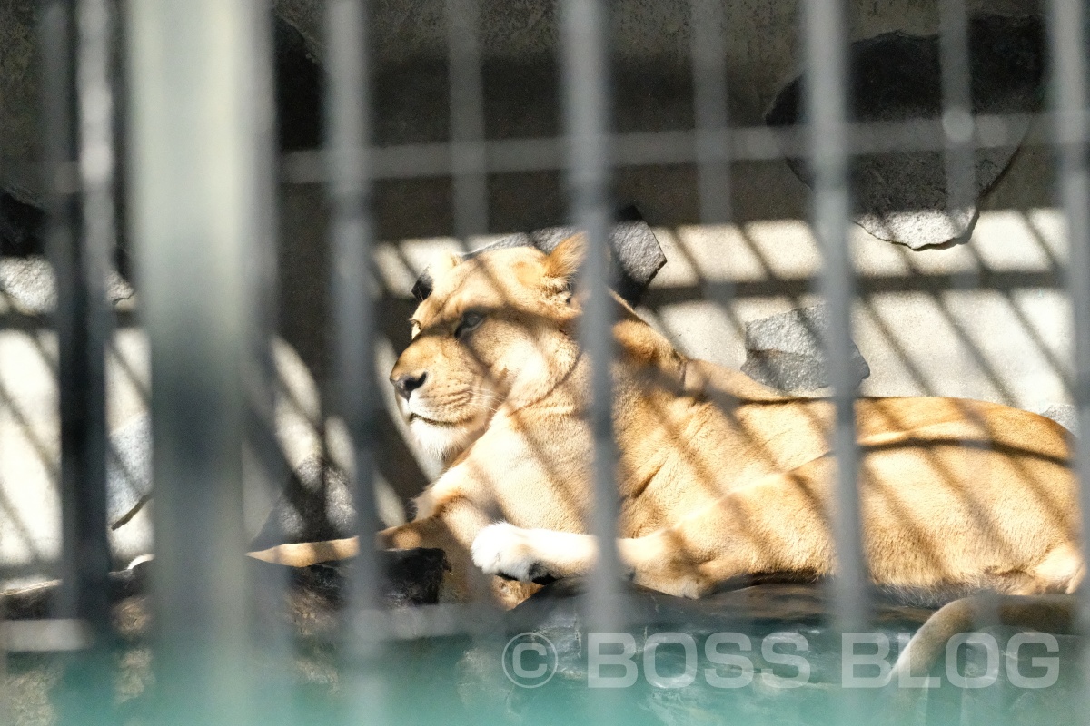 超望遠レンズX-H1+XF100-400mmの組み合わせで徳山動物園デート