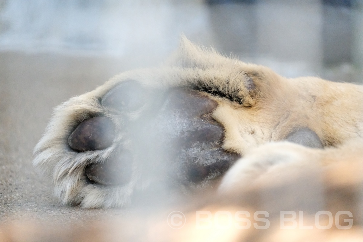 超望遠レンズX-H1+XF100-400mmの組み合わせで徳山動物園デート