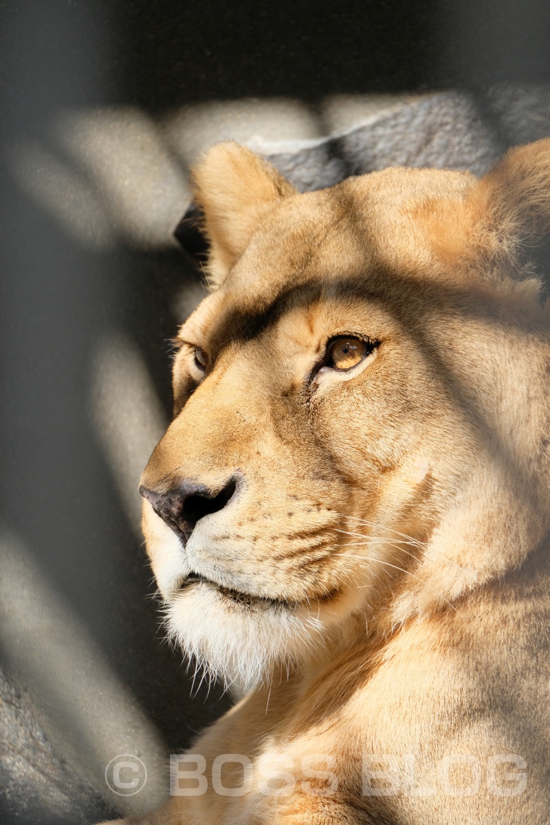 超望遠レンズX-H1+XF100-400mmの組み合わせで徳山動物園デート