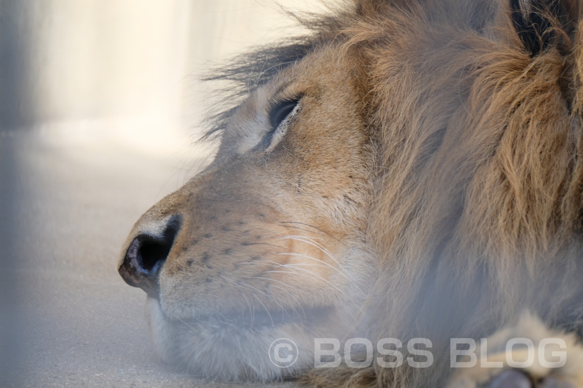 超望遠レンズX-H1+XF100-400mmの組み合わせで徳山動物園デート