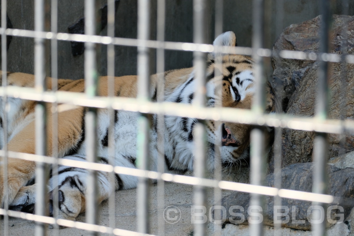 超望遠レンズX-H1+XF100-400mmの組み合わせで徳山動物園デート