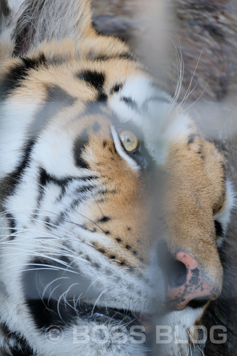 超望遠レンズX-H1+XF100-400mmの組み合わせで徳山動物園デート