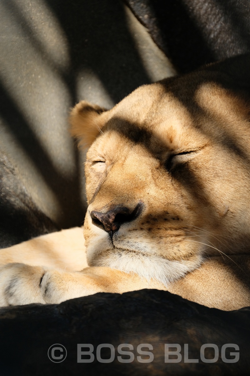 超望遠レンズX-H1+XF100-400mmの組み合わせで徳山動物園デート