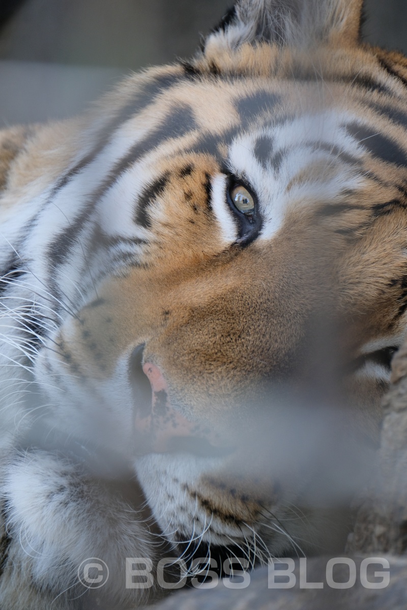 超望遠レンズX-H1+XF100-400mmの組み合わせで徳山動物園デート