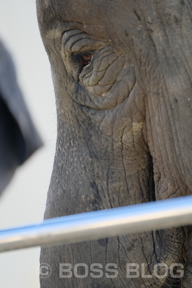 超望遠レンズX-H1+XF100-400mmの組み合わせで徳山動物園デート