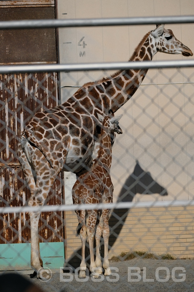 超望遠レンズX-H1+XF100-400mmの組み合わせで徳山動物園デート