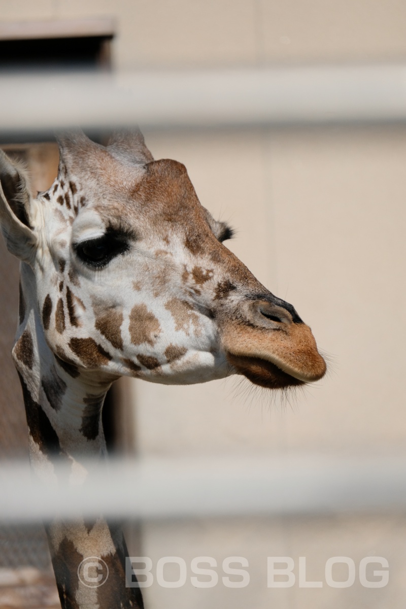 超望遠レンズX-H1+XF100-400mmの組み合わせで徳山動物園デート