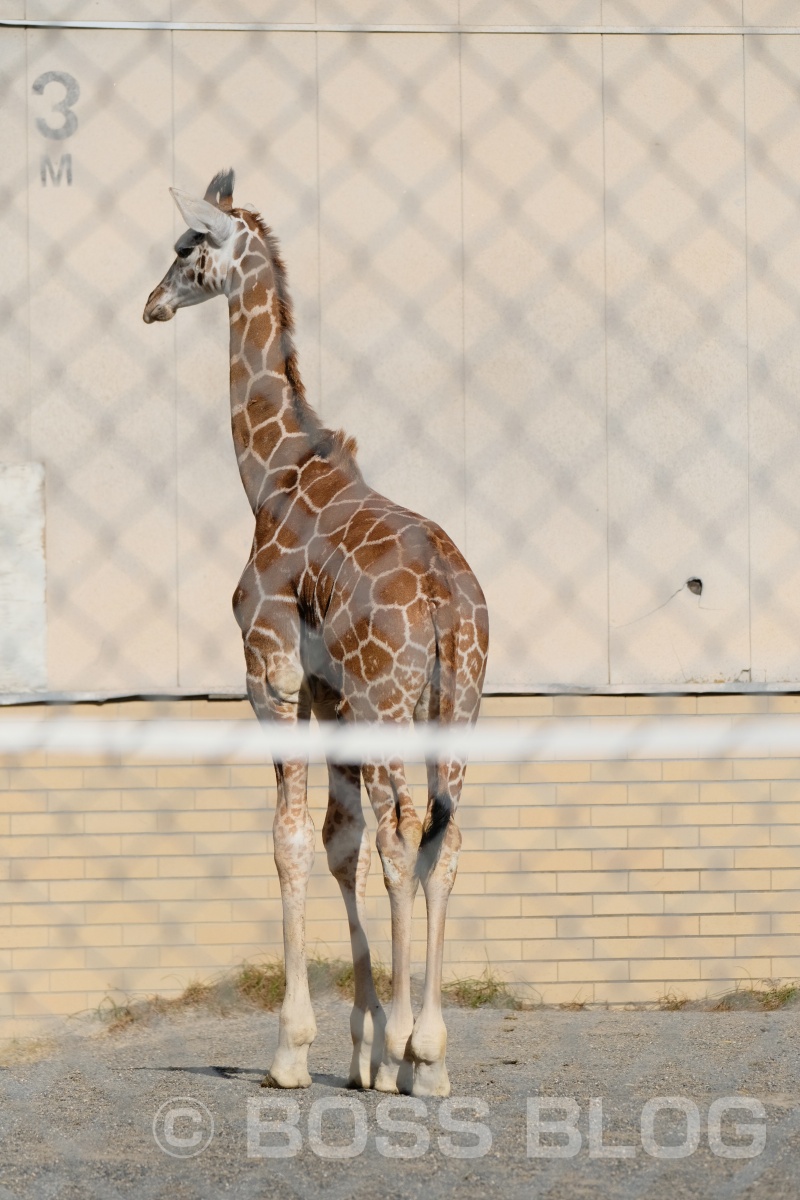 超望遠レンズX-H1+XF100-400mmの組み合わせで徳山動物園デート