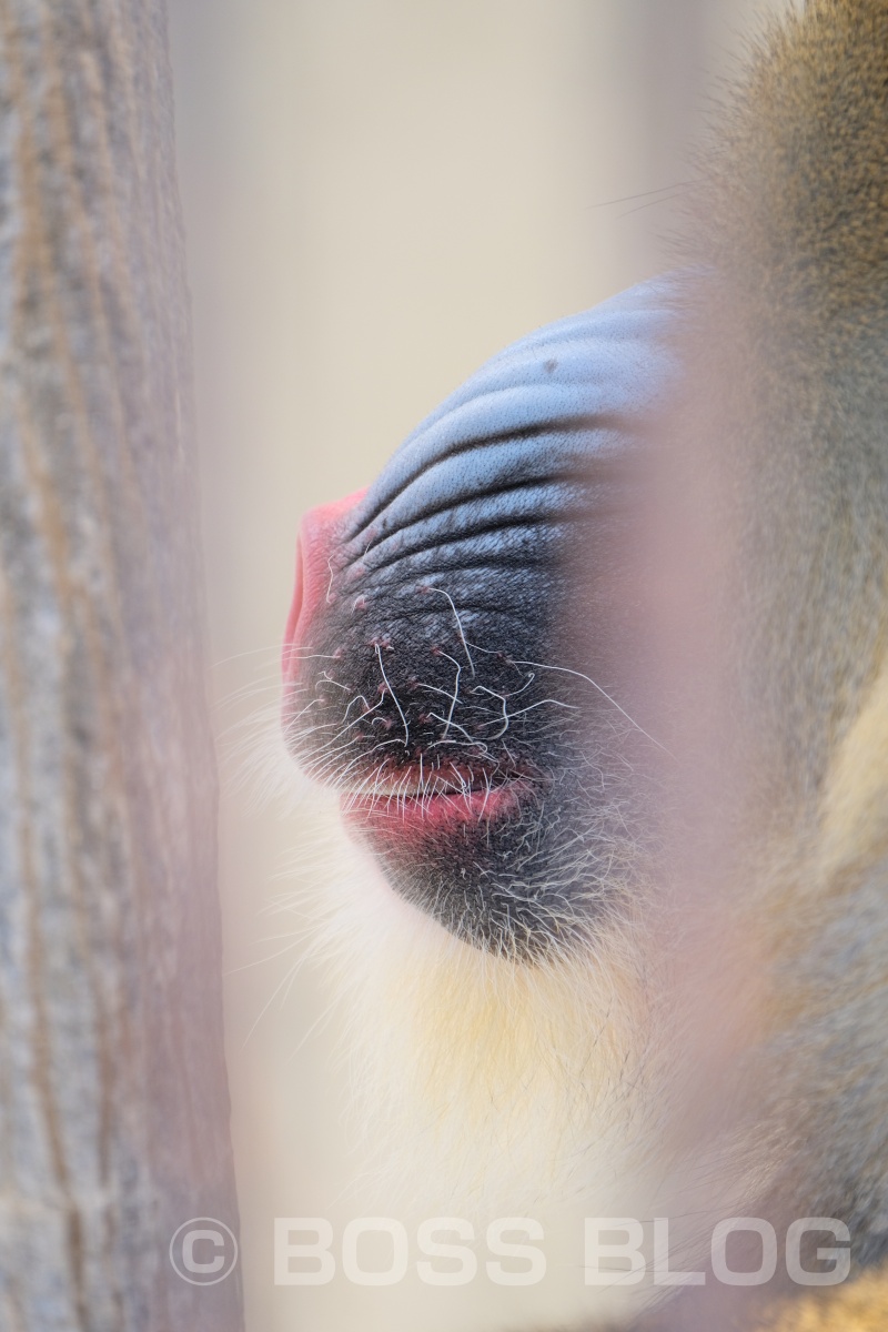 超望遠レンズX-H1+XF100-400mmの組み合わせで徳山動物園デート