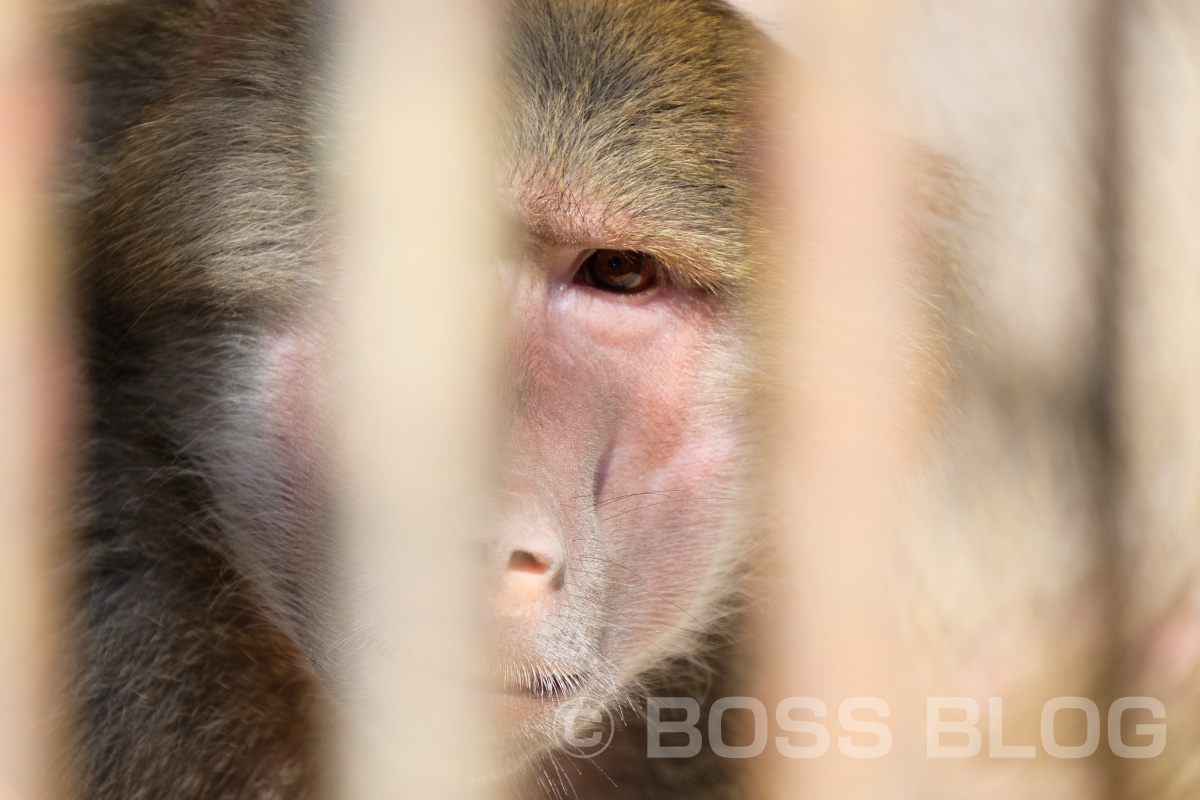 超望遠レンズX-H1+XF100-400mmの組み合わせで徳山動物園デート