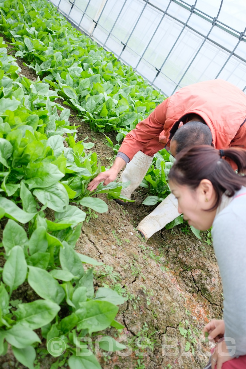 ふくぷくファームは山口県周南市鹿野のたくさんの自然に囲まれた高原地にある農場です。