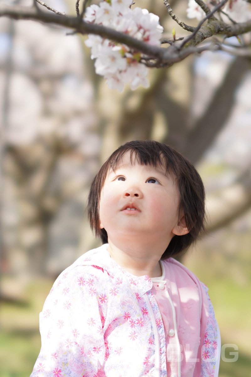 姫ちゃんと桜デート