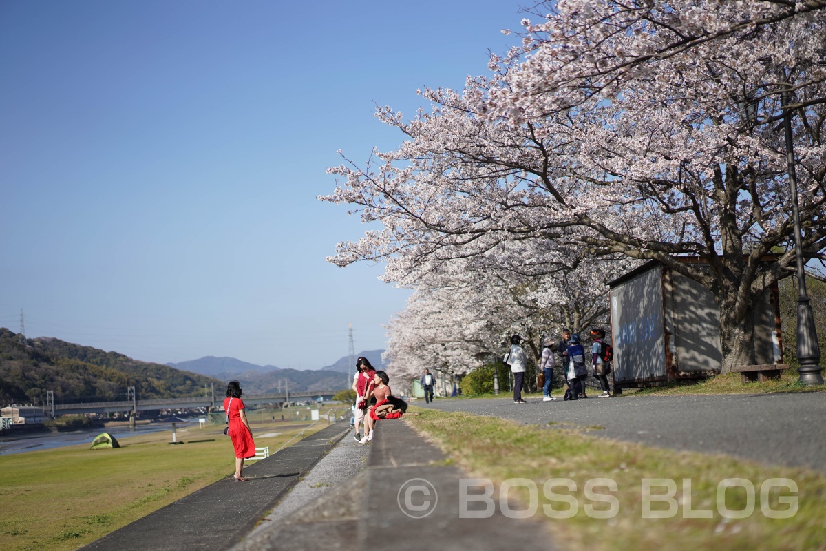 姫ちゃんと桜デート