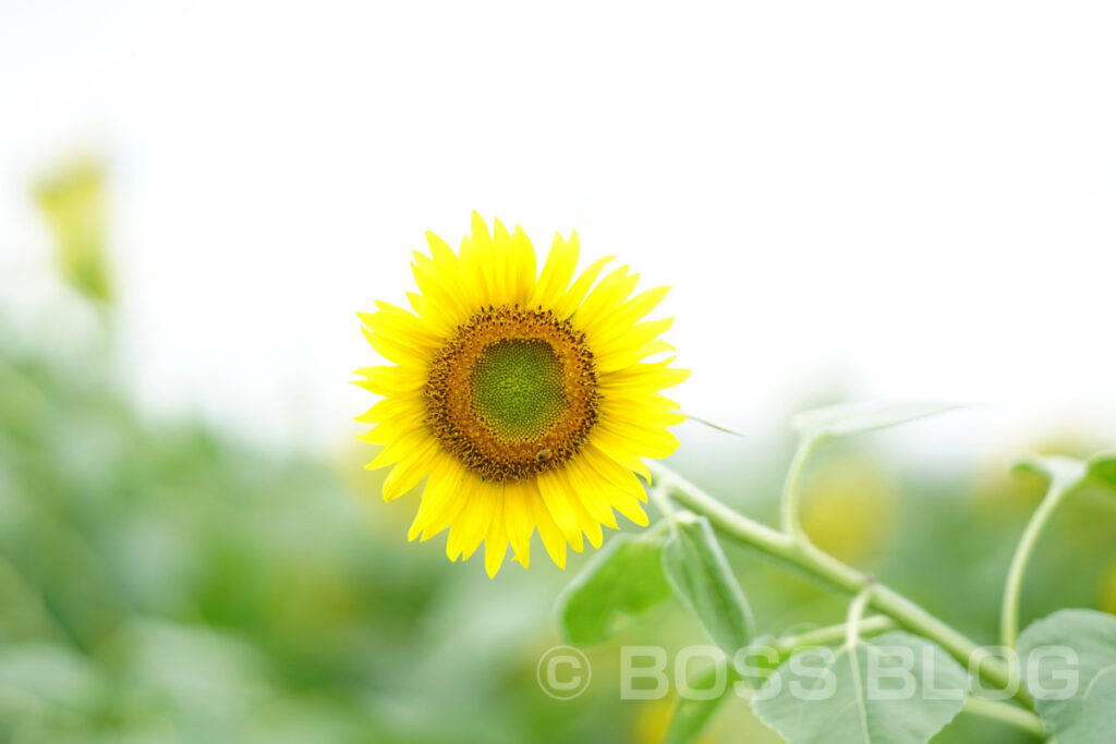 花の海・ひまわり