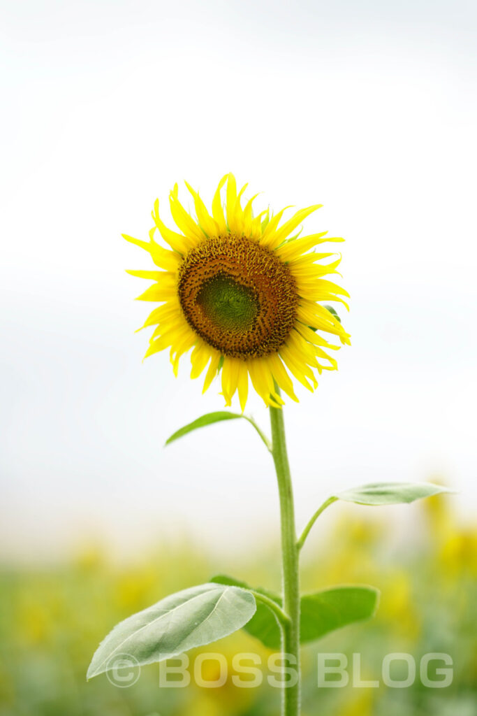 花の海・ひまわり