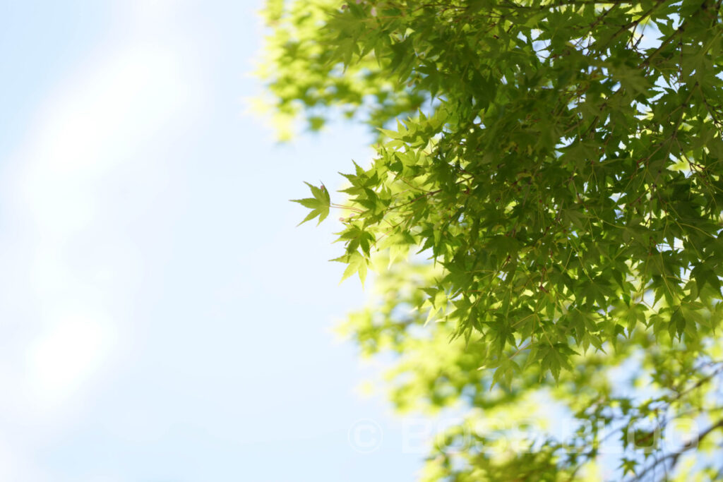 松陰神社