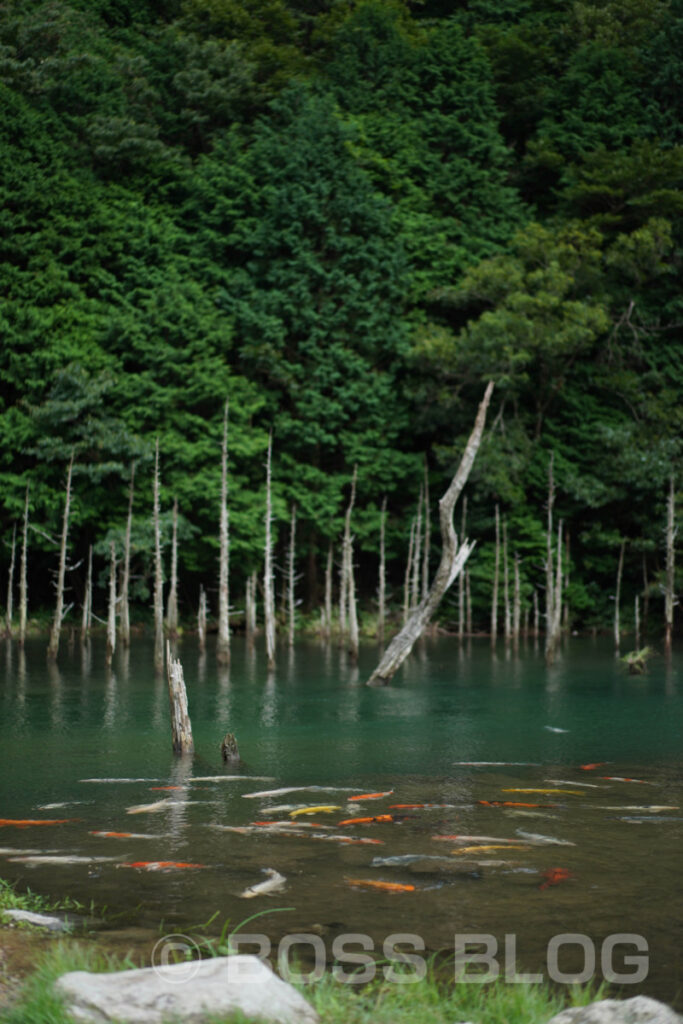 一の俣桜公園