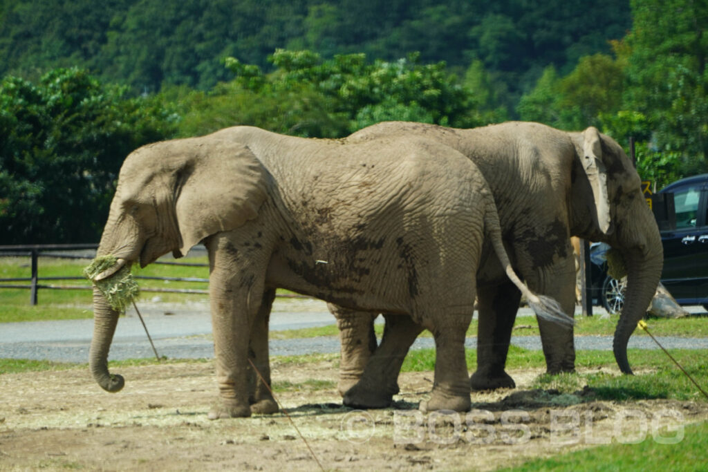 秋吉台自然動物公園サファリランド